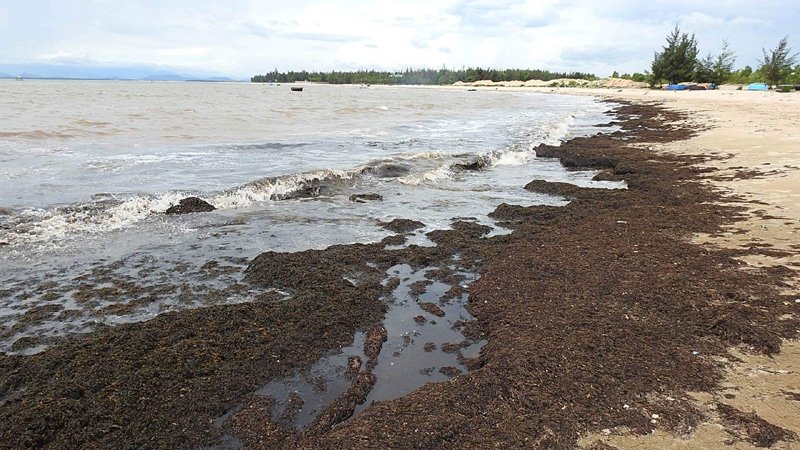 Hàng trăm mét rong biển chết khô dạt bờ tại quảng bình